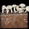 COCO PEAT LOW EC FOR MUSHROOMS CULTIVATION