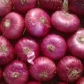 Nasik Onion-Fresh Onion