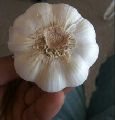 white jinxiang Garlic