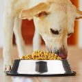 Stainless Steel Dog Food Bowl Feeders