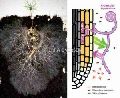 VAM Vesicular Arbuscular Mycorrhiza