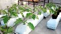 Coir Planter coco pith grow bags