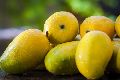 organic kesar mango