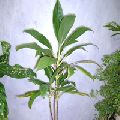 Cordyline Termina Plant