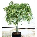 Ficus Benjamina Nuda Plant
