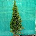 Juniperus Chinensis Plant