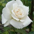Pascali Rose Plant