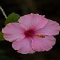 Pink Hibiscus Plant