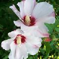 White Hibiscus Plant