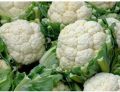 Fresh & good quality cauliflower