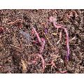 Agricultural Vermicompost