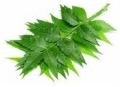Herbal Neem Leaves