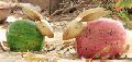 Colourful Wooden Shaped In Rabbit Figurine