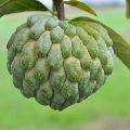 fresh custard apple