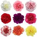 Natural Carnation Flowers