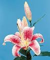 Natural Oriental Lily