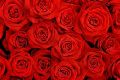 Natural Red Rose