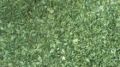 organic moringa dried leaves