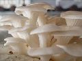 King Oyster Mushroom