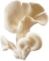 Milky Oyster Mushroom
