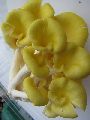 Fresh Yellow Mushroom