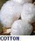 Cotton for spinning