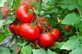UN Sruthi F1 Tomato Seeds