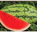 UN Tarun F1 Watermelon Seeds