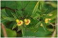 Stylosanthes hamata Flower Seed