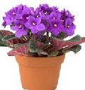 African Violet Plant