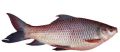 rohu fish