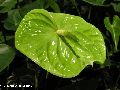 Anthurium Green