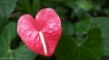 Anthurium Pink