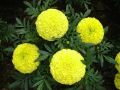 marigold flowers