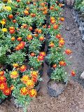 Jafri Marigold (Genda) Plant