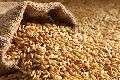 Barley Seeds For Animal Feed