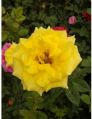 Yellow Rose Plant