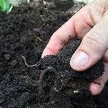 Vermicompost / Organic compost