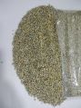 Indian Pearl Millet