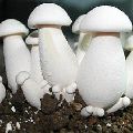 Natural Milky White Mushroom