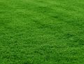 natural lawn grass