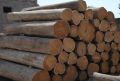 Round Brown Plain teak wood logs