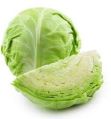 Cabbage organic
