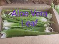 Aloe Vera Leaf (Fresh)