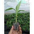 Banana Tissue Plant