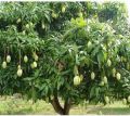 Kesar Mango Grafted Plant