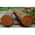 Neem Wood Log