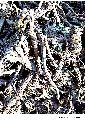 Anacyclus Pyrethrum Roots