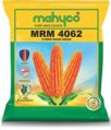 Maize MRM 4062 Hybrid Maize Seeds