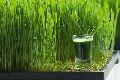 Green Grass Flavour (PALATIB GGHS)